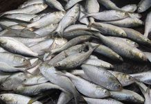 আজ থেকে জাটকা ধরা ৮ মাস নিষিদ্ধ