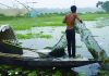 রাজবাড়ীতে নিষিদ্ধ জালে বিলুপ্ত হচ্ছে দেশি মাছ
