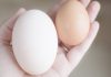 হাঁসের ডিম নাকি মুরগির? কোনটায় পুষ্টি বেশি