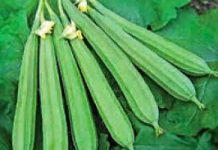 ঝিঙের উপকার