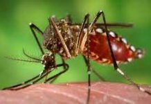 ৬১ শতাংশ ডেঙ্গু রোগীই ঢাকা দক্ষিণের