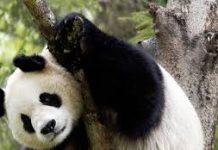 ‘ফু বাও’কে বিদায় জানাল দক্ষিণ কোরিয়া