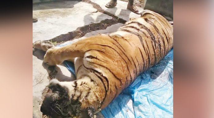পশুর নদীতে মৃত রয়েলবেঙ্গল টাইগার