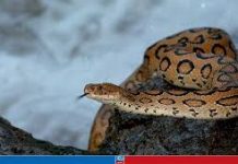 দেশে রাসেলস ভাইপারের উপদ্রব, ‘সাবধানতা’ বাঁচার পথ