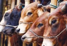 এবার বিক্রি হয়নি কুরবানির সাড়ে ২৩ লাখ পশু
