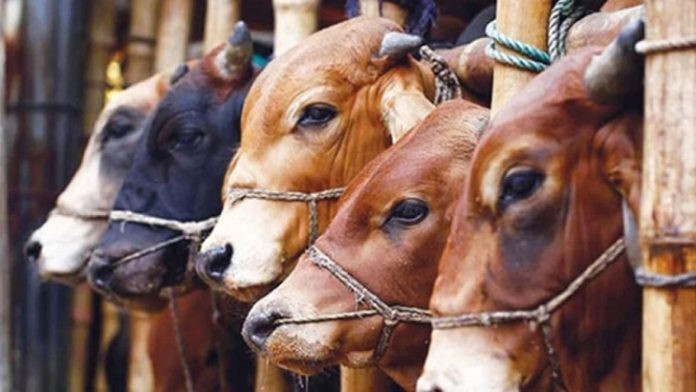 image-817816-1718642594