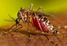 ইসরায়েলে ওয়েস্ট নাইল ভাইরাসে আক্রান্ত হয়ে মৃত ৭০