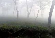 দেশের সর্বনিম্ন তাপমাত্রা শ্রীমঙ্গলে