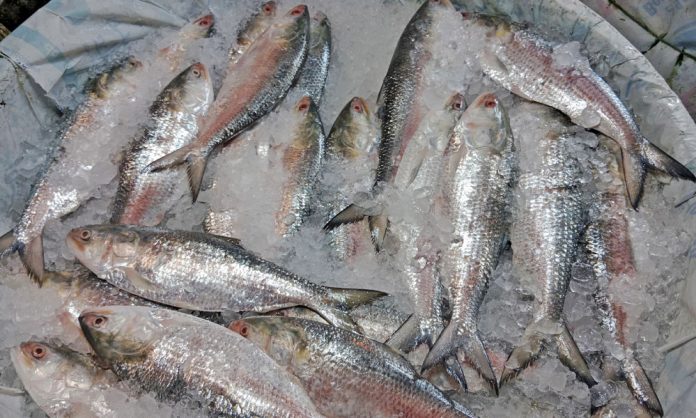 1739777910-4246e4b737b62bfac8589a3bb94f2308