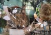 চারুকলায় পুড়ল পহেলা বৈশাখের জন্য বানানো ‘ফ্যাসিস্ট হাসিনার মুখাকৃতি’