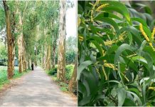 ইউক্যালিপটাস ও আকাশমণি গাছের চারা রোপণ-বিক্রি নিষিদ্ধ