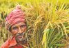‘কৃষির জন্য নেওয়া হচ্ছে দীর্ঘমেয়াদি পরিকল্পনা’