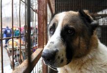 দক্ষিণ কোরিয়ায় কুকুরের মাংস নিষিদ্ধ: লাখ লাখ কুকুরের কী হবে?