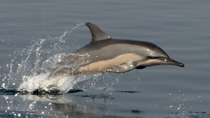 Dolphins-68ffc4d4203db