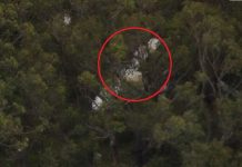 মাঝ আকাশে ২ বিমানের সংঘর্ষ, পাইলট নিহত