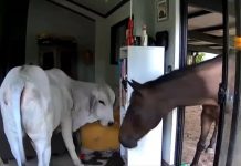 হঠাৎ ঘরে ঢুকে পড়ল ষাঁড় ও ঘোড়া, কী করলেন অস্ট্রেলীয় আইনপ্রণেতা