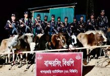 খাগড়াছড়িতে বিজিবির অভিযানে ১২টি ভারতীয় গরু জব্দ