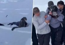 ছবি তুলতে গিয়ে চিতাবাঘের আক্রমণে পর্যটক আহতে