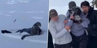 ছবি তুলতে গিয়ে চিতাবাঘের আক্রমণে পর্যটক আহতে