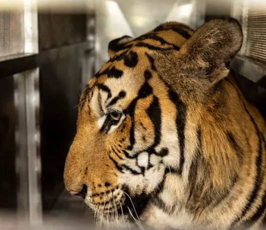 প্রাণঘাতী ভাইরাসে থাইল্যান্ডের একটি পার্কে ৭২ বাঘের মৃত্যু