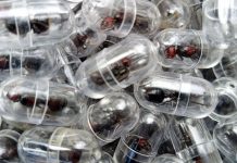 ২০০০ রানি পিঁপড়া পাচারের চেষ্টা, চীনা নাগরিক গ্রেপ্তার