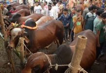 ঈদুল আজহায় দেশজুড়ে ৩৬০০ পশুর হাট, রাজধানীতে ২৭টি প্রস্তুত