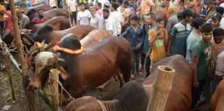ঈদুল আজহায় দেশজুড়ে ৩৬০০ পশুর হাট, রাজধানীতে ২৭টি প্রস্তুত