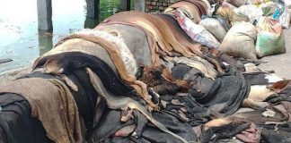পানির দামেও চামড়ার ক্রেতা সংকট, পড়ে আছে রাস্তা-নদীর পাশে