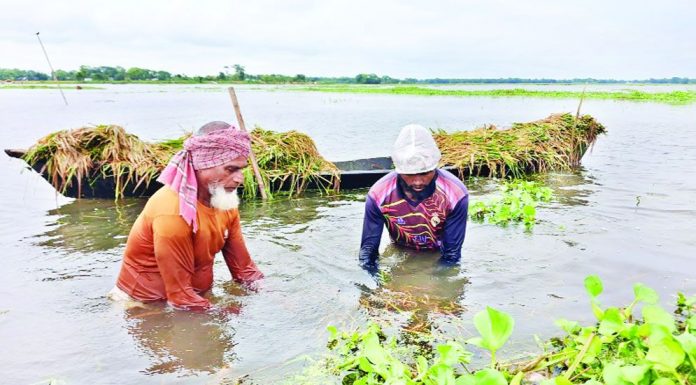 হাওড়ে কৃষকের কান্না থামছে না
