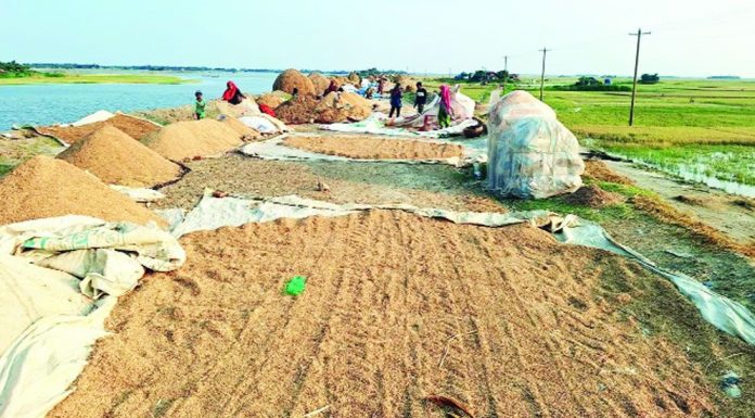 বিশ্বনাথে পানির নিচে ৭৫ শতাংশ বোরো ধান