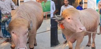 মিরপুর চিড়িয়াখানায় রাখা হচ্ছে ভাইরাল মহিষ ‘ডোনাল্ড ট্রাম্পকে’