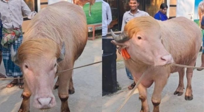 মিরপুর চিড়িয়াখানায় রাখা হচ্ছে ভাইরাল মহিষ ‘ডোনাল্ড ট্রাম্পকে’