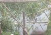 চর দখল নিয়ে গ্রামবাসীর মধ্যে টেঁটাযুদ্ধে নিহত ১