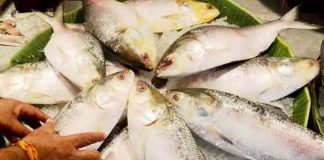 উল্টো ভারত থেকে ইলিশ আসছে বাংলাদেশে!
