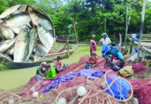 নদী ছাড়ছেন জেলেরা, মধ্যরাত থেকে ইলিশ ধরায় ২২ দিনের নিষেধাজ্ঞা